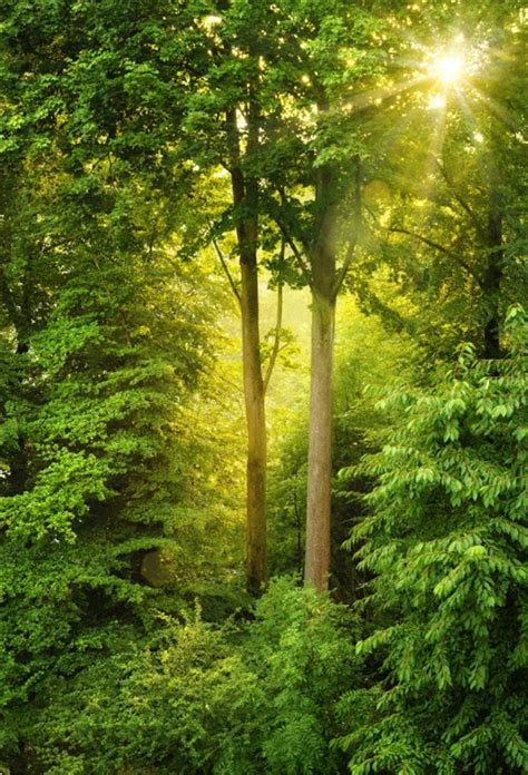 Free Download Laeacco Green Forest Mystic Trees Sunshine Portrait