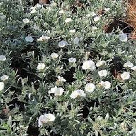 Bush morning glory (convolvulus cneorum) pretty white flowers with yellow centers are just one of the reasons people love bush morning glory. Bush Morning Glory