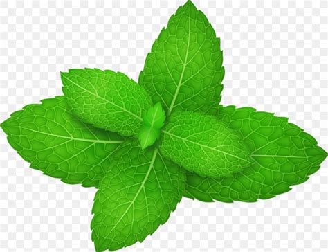 Mentha Spicata Peppermint Herb Leaf Png 929x714px Mentha Spicata