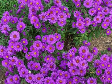 Wallpapers Aster Flowers Wallpapers