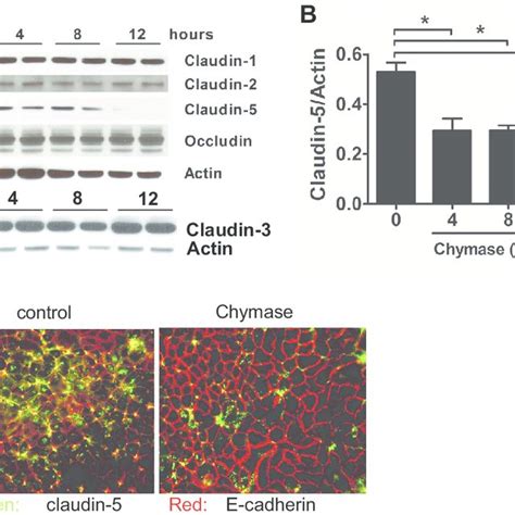 Chymase Decreases Expression Of The Tight Junction TJ Protein