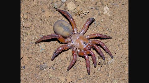 We did not find results for: Unpacking My Red African Trapdoor Spider - YouTube