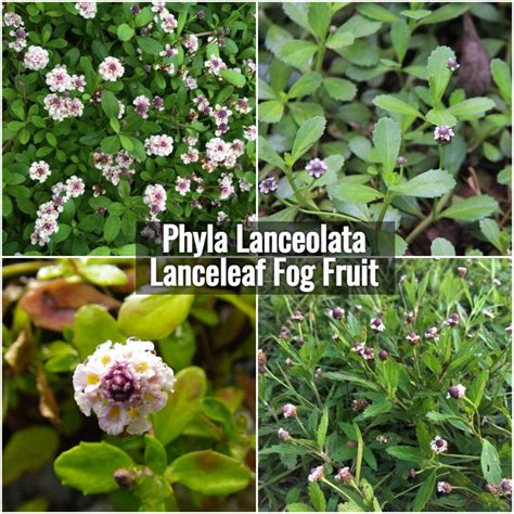 Phyla Lanceolata Lanceleaf Fog Fruit Seeds 100200300500 Etsy