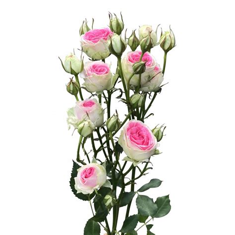 10 Rosa Tros Rosen Mimi Eden Im Bund Bestellen Bezahlbare Blumende