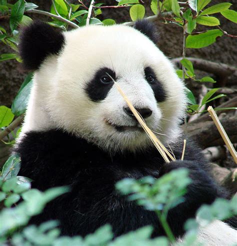 Top 10 Most Endangered Animals In China Cn