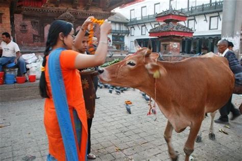 Diwali Cow Photo