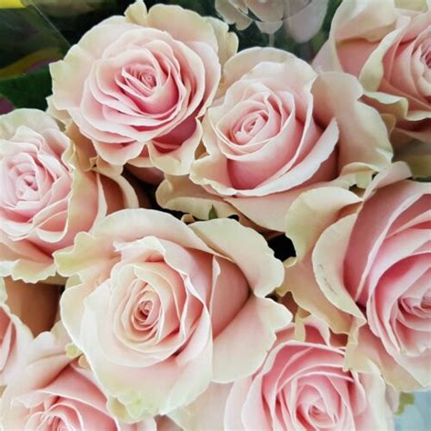 S Ecuador Rosen Pink Mondial L70 10er Bund Berner Blumenbörsen