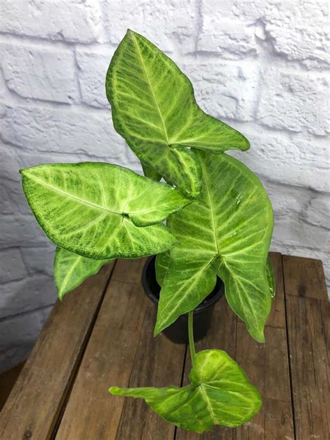 Syngonium Or Arrowhead Plant White Butterfly 4 Pot Live Plant