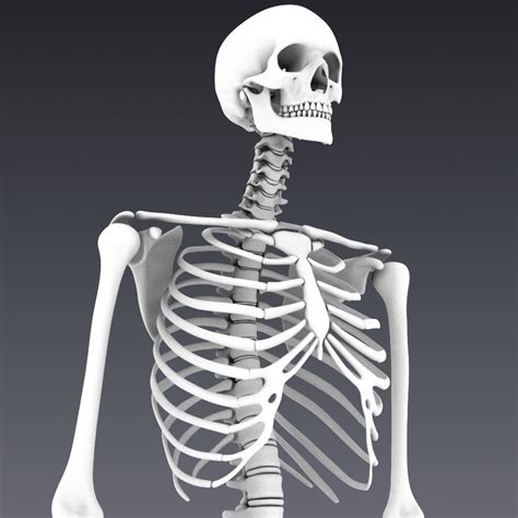 Human Skeleton Rigged 3d Model In Anatomy 3dexport