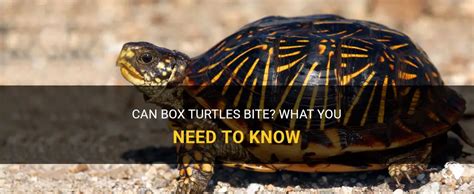 Can Box Turtles Bite What You Need To Know Petshun