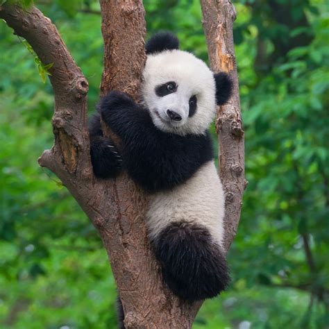 Protect Giant Pandas Viagood