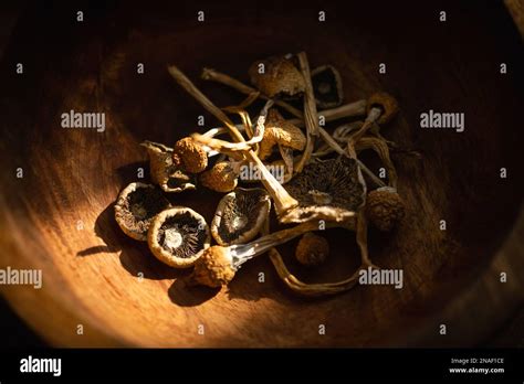 Dried Hallucinogenic Magic Mushrooms In Wooden Bowl Psychoactive