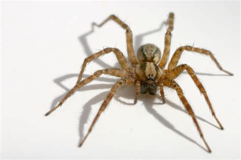 Depending on the bite location and amount of venom injected, reactions run the gamut from. Grapevine Pest Control, Grapevine Pest Control Service ...