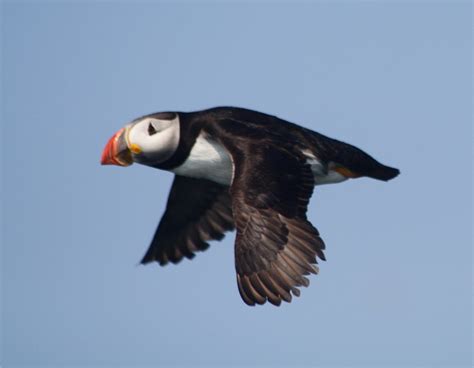 Puffins In Maine Boat Tours From Vinalhaven