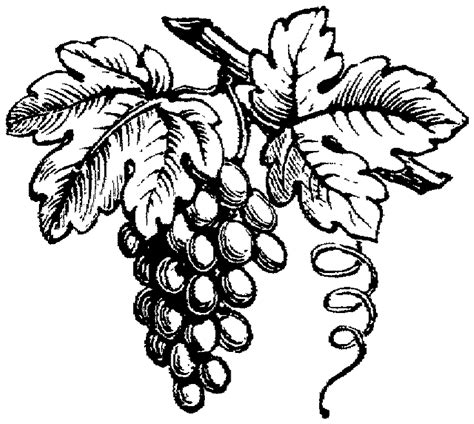 Grapes Line Drawing Free Download On Clipartmag