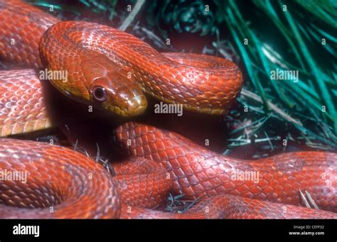 Everglades Rat Snake Pantherophis Obsoletus Formerly Elaphe Obsoleta