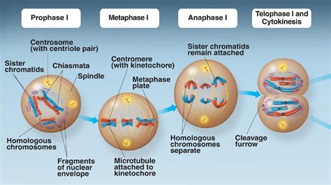 Cytokinesis Mitosis Diagram