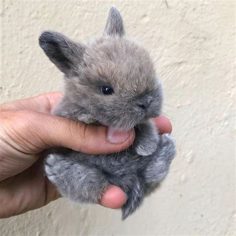 Tiny Bunny Reyebleach