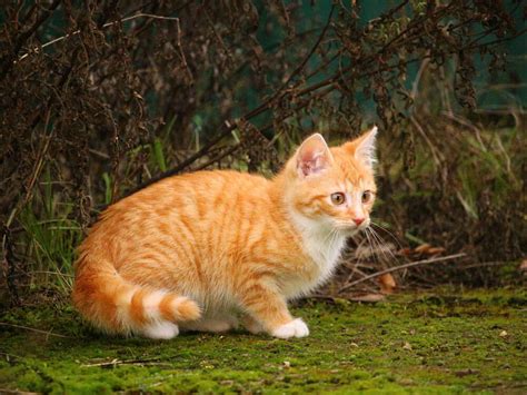 What Makes The Tabby Cat The Greatest Uk Pets