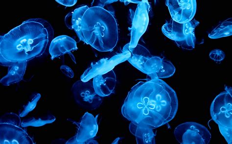 Live Jellyfish Wallpapers 4k Hd Live Jellyfish Backgrounds On