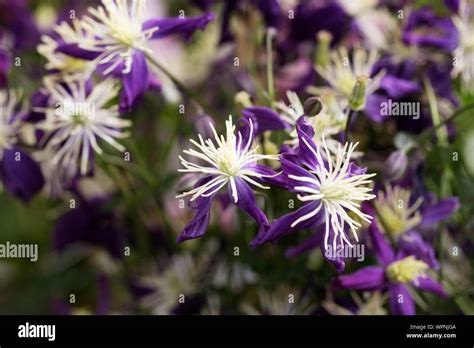 Clematis X Aromatica Flowers Scented Clematis Stock Photo Alamy