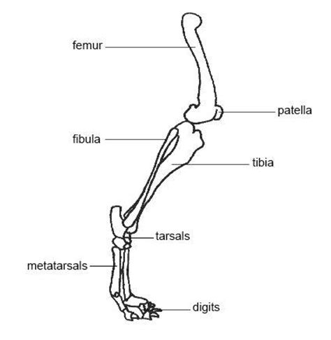 Start studying dog leg bones. Anatomy and Physiology of Animals/The Skeleton - Wikibooks, open books for an open world