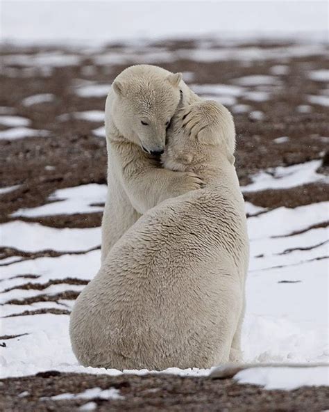 Polar Bear Love Animals Polar Bear Cute Animals