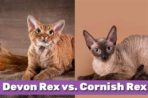 Devon Rex Vs Cornish Rex Which Cat Breed Is Right For You