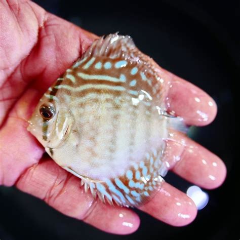 Striated Brilliant Blue Turquoise Discus