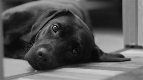We are proud to list acronym of dd in the largest database of abbreviations and acronyms. Black Dog - Dream Meaning and Symbolism