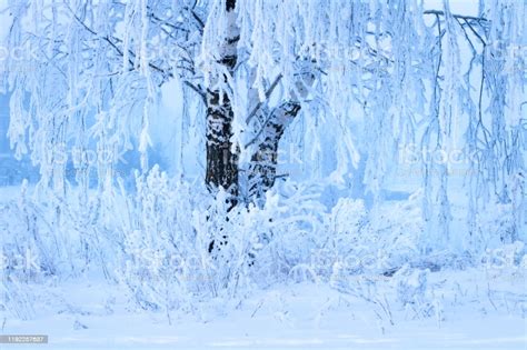 Winter Scene Snowy Tree Christmas Background Branches Of