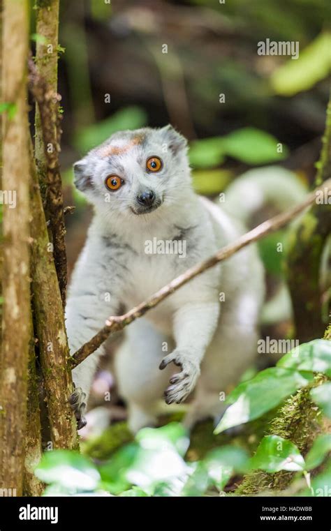 Madagascar Albino Lemur Stock Photo Alamy