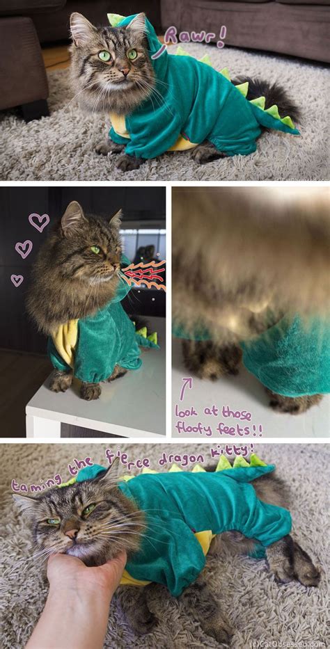 Loki Reviews A Dragon Costume For Cats Cat Costumes Halloween