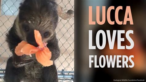 Watch A Cute Baby Sloth Eating A Hibiscus Flower Abc7 Los Angeles
