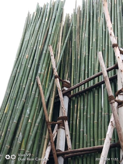 24 Feet 8 12 Cm Long Tall Hollow Bamboo Poles At Rs 100piece In