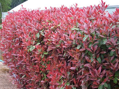 Maybe you would like to learn more about one of these? Photinia Red Robin hedge, plants available from www ...