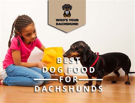 Best Dog Food For Dachshunds Read More Now