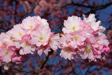 Cherry Blossom Flower Japanese Cherry Blossoms Pink