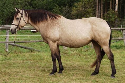 .riding pony buckskin budyonny byelorussian harness camargue campolina canadian horse pony cleveland bay clydesdale colorado ranger horse connemara cremello crioulo dales pony. Connemara Pony Info, Origin, History, Pictures.