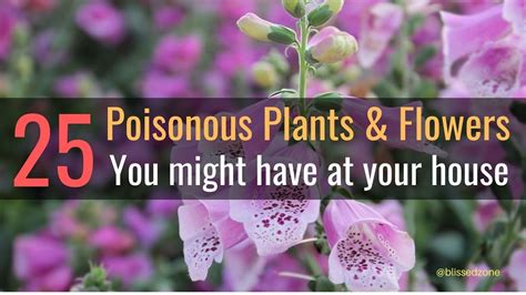 25 Poisonous Plants And Flowers You Might Have At Your House Youtube