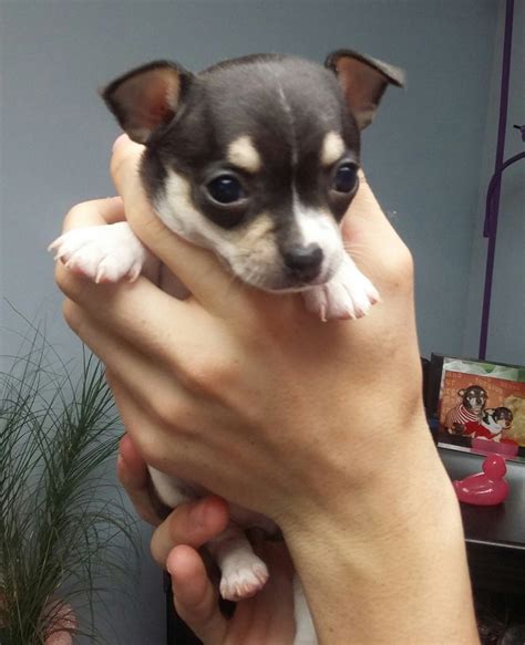 55 Chihuahua Puppies For Sale North Carolina Pic Bleumoonproductions