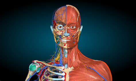 Anatomia Y Fisiologia Humana 3d Marzo2015 Youtube