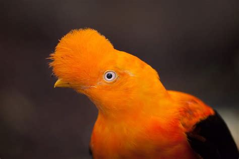 30 Birds With Hair You Need To See To Believe Bird Advisors