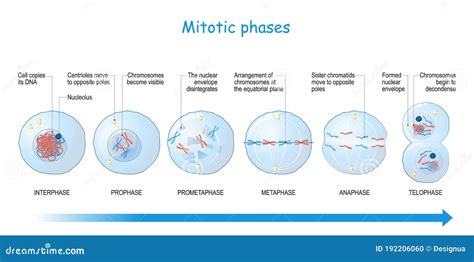 Animal Cell Mitosis Stages