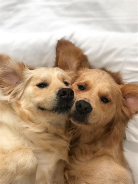 20 Pictures Of Cute Dogs Hugging That Will Melt Your Heart