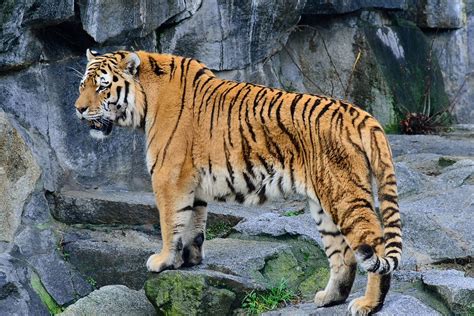 Tigre (tiger in various languages), tigres or el tigre may refer to Maschio di Tigre siberiana (Panthera tigris altaica) | Flickr