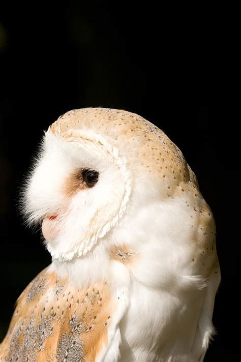 Take as much time as you need. Barn Owl - Tyto Alba Photograph by Paul Lilley