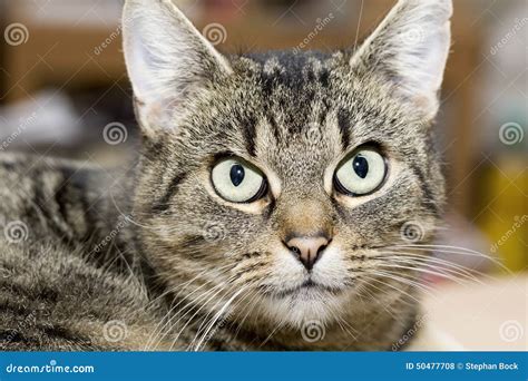 Tabby Domestic Cat Relaxing Looking At Camera Stock Photo Image Of