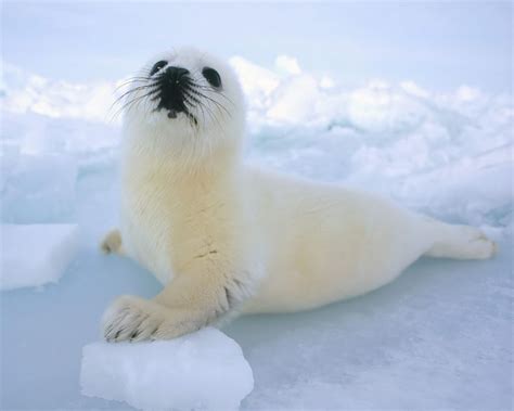 Funny Seal Wallpapers Top Free Funny Seal Backgrounds Wallpaperaccess