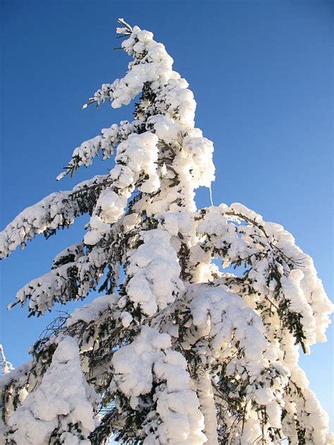 Snow Covered Evergreen Tree Stock Photo Image Of Tree Snow 12908486
